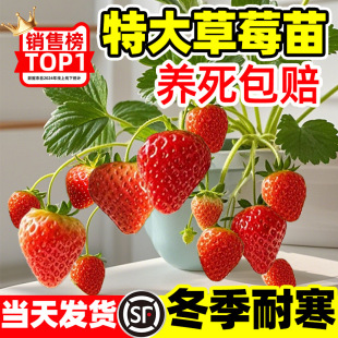 ���Ͳ�ݮ�������Ԏ������t�ѩ��ʹ�ļ��Y����ʳ���̨ͥԺ�Nֲ