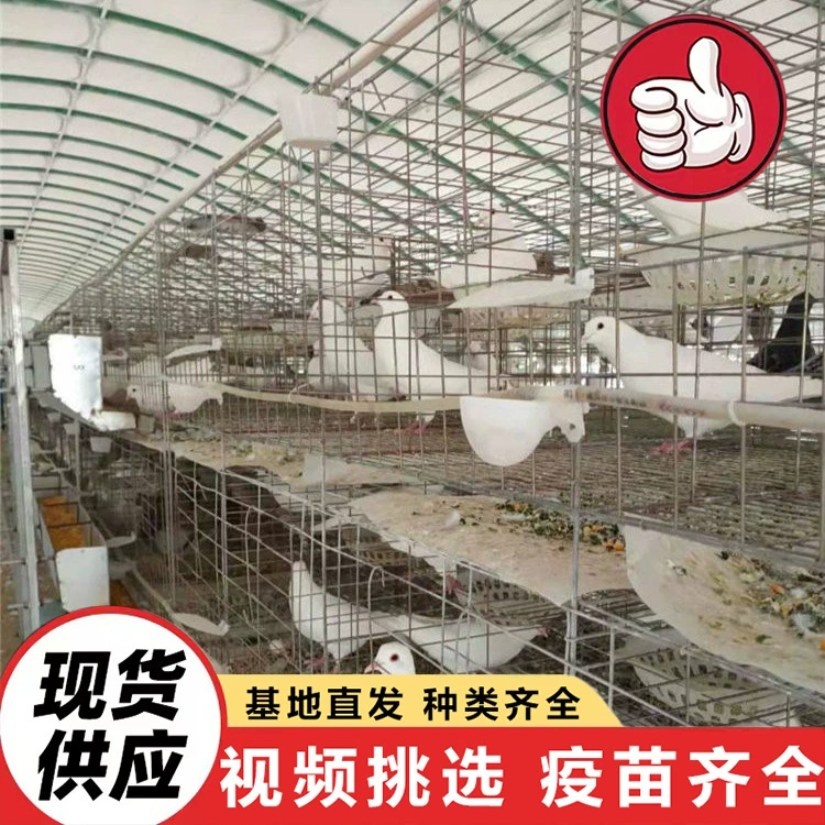 Ферма продаёт декоративных голубей, голубей Юаньбао, голубей мира и белых королевских голубей для круглогодичной продажи в живописных местах.