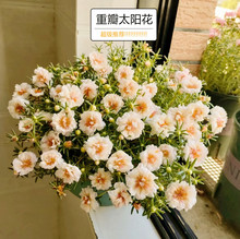 ذ̫ꖻļ_NӲN׻NݻN