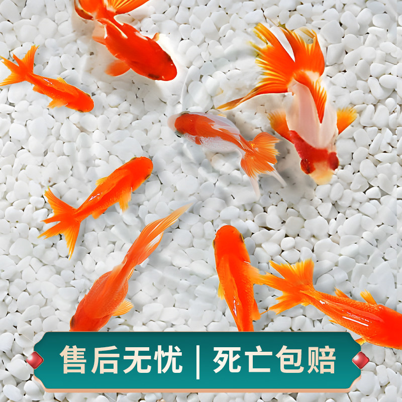 草金鱼活鱼小型淡水耐活冷水鱼锦鲤鱼苗观赏鱼闯缸小金鱼红草金