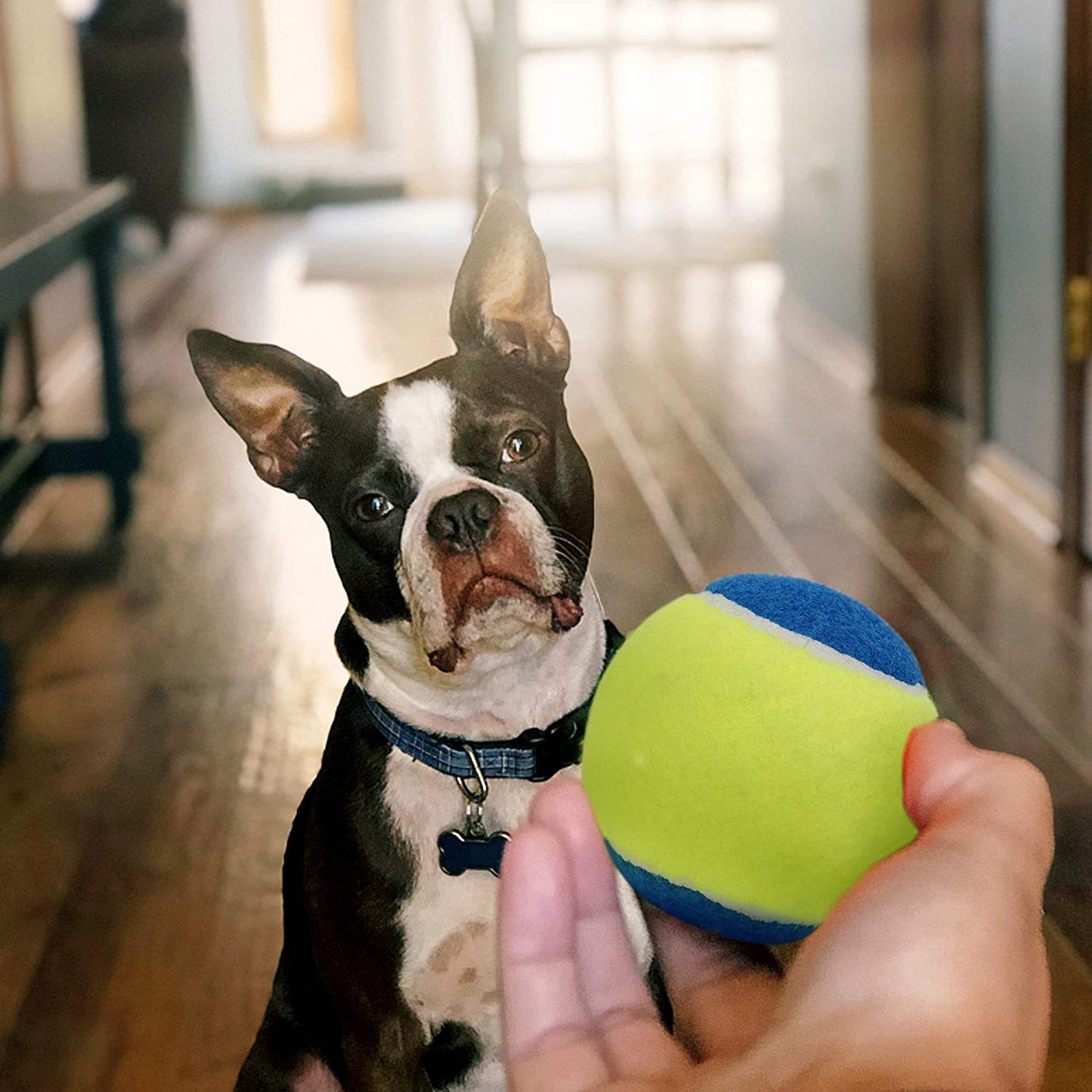 Pelota de juguete para mascotas, resistente a mordidas, para perros y gatos