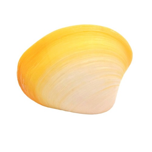 Wholesale conch shells, yellow clams, purple clams, clam powder, purple birds' clams, chicken heart abalone, oil painting scallops, multiple options available