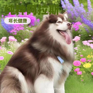 ����˹����Ȯ�����ܰ氢��˹�Ӽtɫ��ɫ��ɫ����˹��