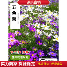 阳台室内外五色菊花种子花坛植物紫色花籽矮生小野花卉多年生盆栽