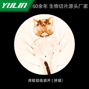 Library Mosquito Larvae Tablets for College Medical Schools, Tissue Diseases, Marble Wax Slides, Specimen Microscope