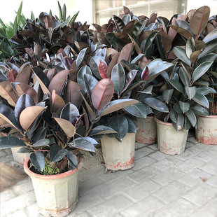 ��Ƥ������ �ڽ��� ӡ�����z�� ӡ����� �@�־G���@ˇ��������