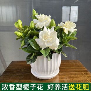 ����d�ӻ�С���Ԏ������l؛���B�҃ȾGֲ�����k������������ֲ��