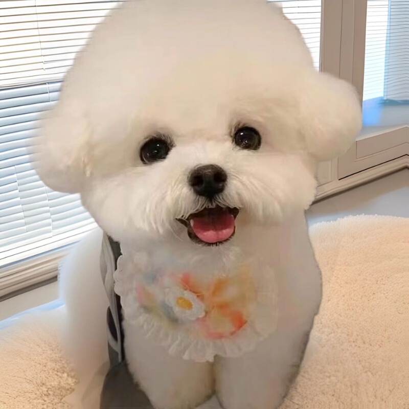 Purebred Bichon Frize Puppy Live Puppy Non-Shedding Small Dog Bichon Frize Puppy Pet Dog Live Animal Wholesale
