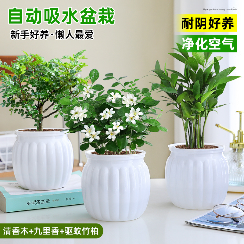 [모기퇴치 패키지] 향나무 + 구리향 + 모기퇴치대나무와 편백나무