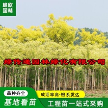 嫁接黄金槐种植基地批发园林绿化行道树风景树龙枝形金枝国槐树苗