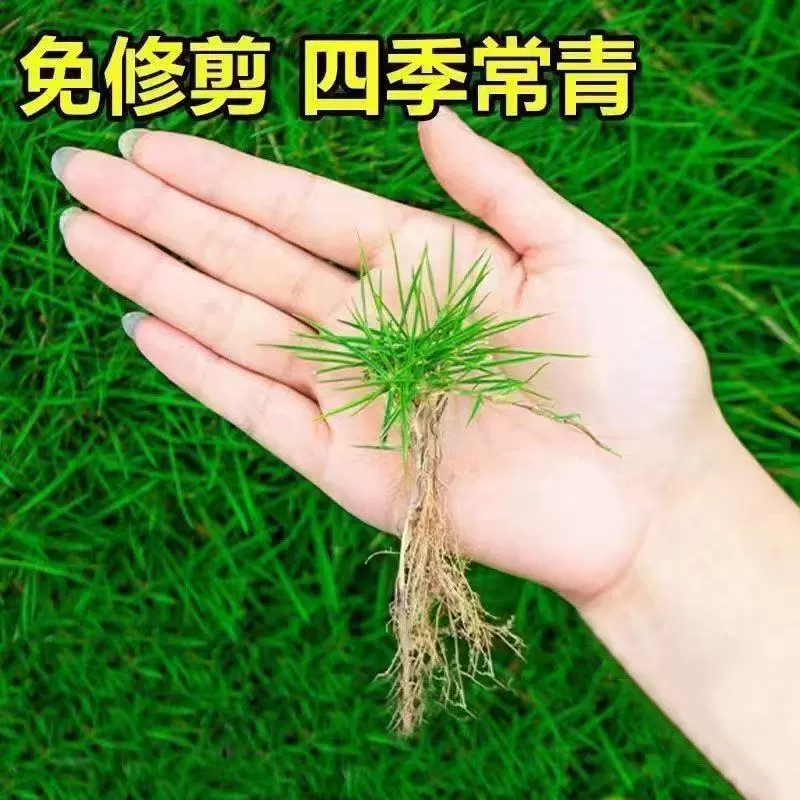 Четырехсезонные семена зеленой газонной травы устойчивы к холоду и засухе, низкорослые, вечнозеленые, не требующие обрезки, защита склонов, фиксация почвы, зеленение двора и сада.