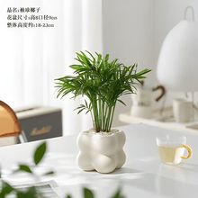 袖珍椰子盆栽办公室内桌面好养耐阴植物四季常青小绿植美化空气
