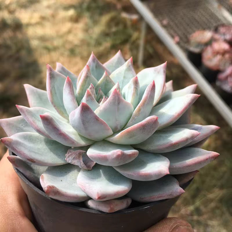 핑크 블루 버드 10-12cm (플라스틱 화분으로 배송이 용이함)