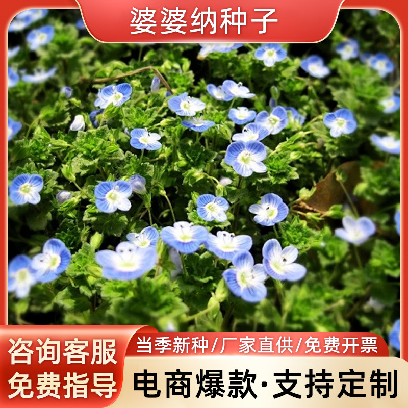 婆婆纳种子耐寒花籽四季易种活室外阳台庭院盆栽花种园林花海景观