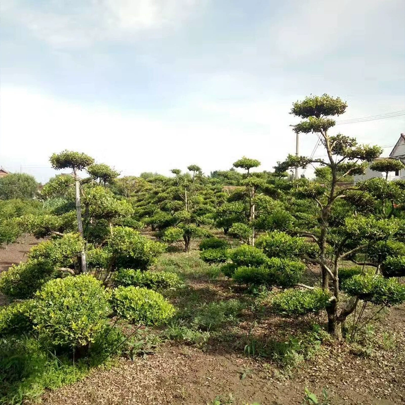 Базовые Оптовые семена дыни Тополь ландшафтное дерево цилиндрическая защита от склонов озеленение ландшафтное дерево Моделирование мелколистного тополя