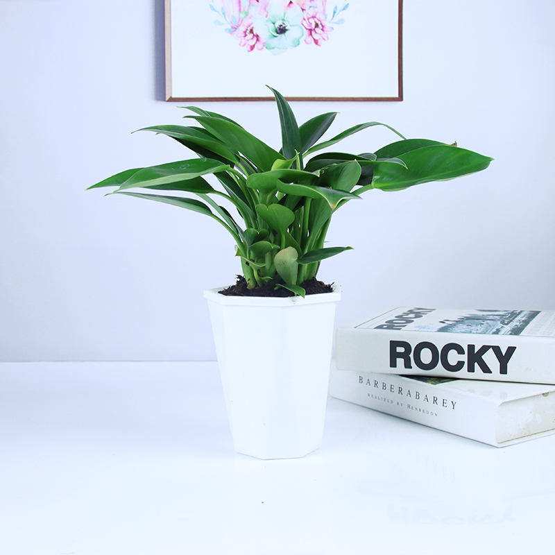 금 다이아몬드 3개 + 흰색 다이아몬드 대야 대형 + 영양액✓