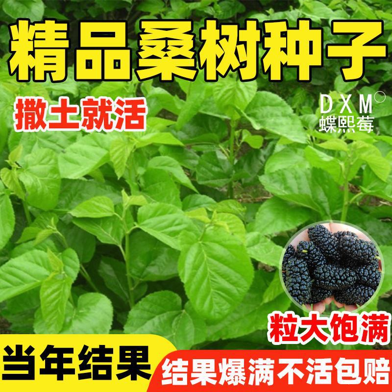 桑树种子桑葚树果四季种植易活大叶强桑弄桑高蛋白可做饲料桑种籽