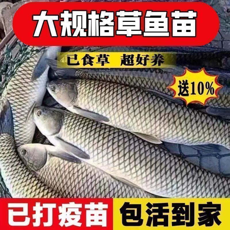 Large Grass Carp Fry Freshwater Cultured Edible Anhui Fish Extra Large Size Crispy Meat Half a Catty Grass Carp 20cm Grass Carp Fry Wholesale Large Grass Carp Fry Freshwater Cultured Edible Anhui Fish Extra Large Size Crispy Meat Half a Catty Grass Carp 20cm Grass Carp Fry Wholesale