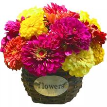 野花组合花种子室外矮生花种籽子四季播种开花庭院格桑花种孑大全