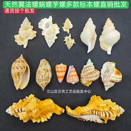 天然翼法螺老虎螺扭法螺蜗螺红芋螺花瓶螺标本天然贝壳海螺批发