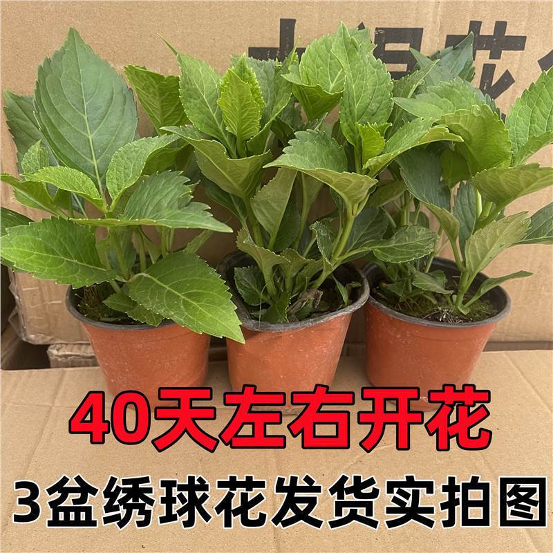 Hydrangea Seedlings, Green Plants, Endless Summer Flowers, Easy-To-Grow Flowers, Potted Flowers and Green Plants That Bloom All Year Round, Easy to Grow Indoors