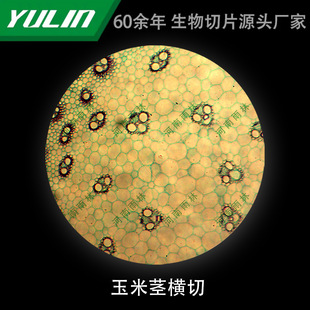 Corn Stem Cross-cut Microbial Specimen Microscope Biological Slice High School Teaching Experimental Instrument Scientific Research Slide