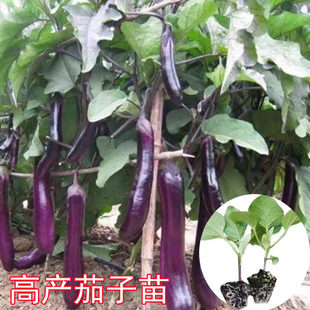 ���L�����纼��һ̖�ϼt�������������r���ļ��߮a�������߲˷N��