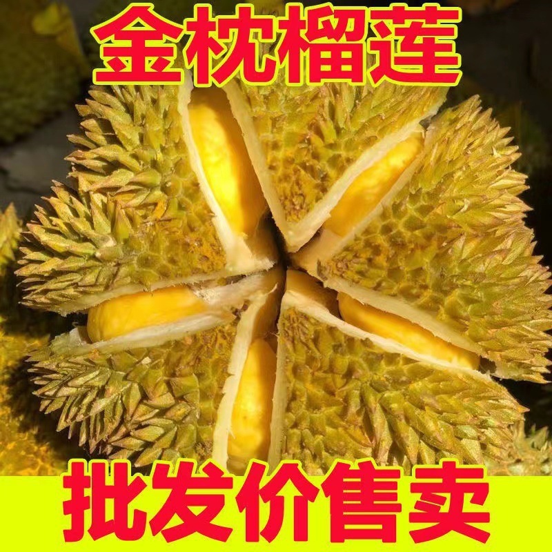 Thai Golden Pillow Durian Fresh Whole Fruit with Shell, Wholesale, Not King Durian, Whole Golden Pillow Fruit