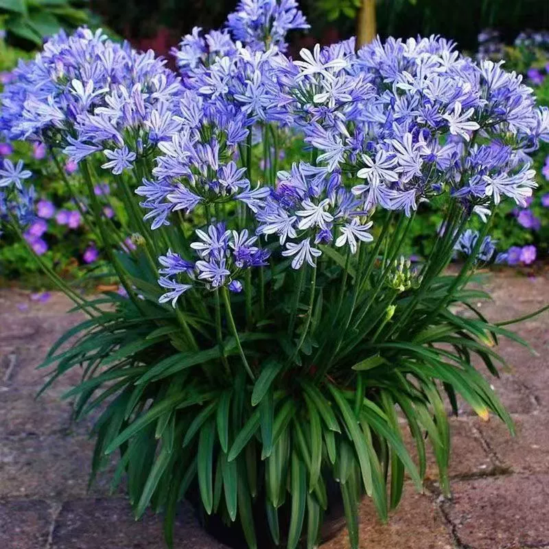 Агапантус в горшке, балкон, двор, многолетник, термостойкий, засухоустойчивый, морозостойкий, синий цветок, рассада в горшке, цветок, многолетник, прямые волосы