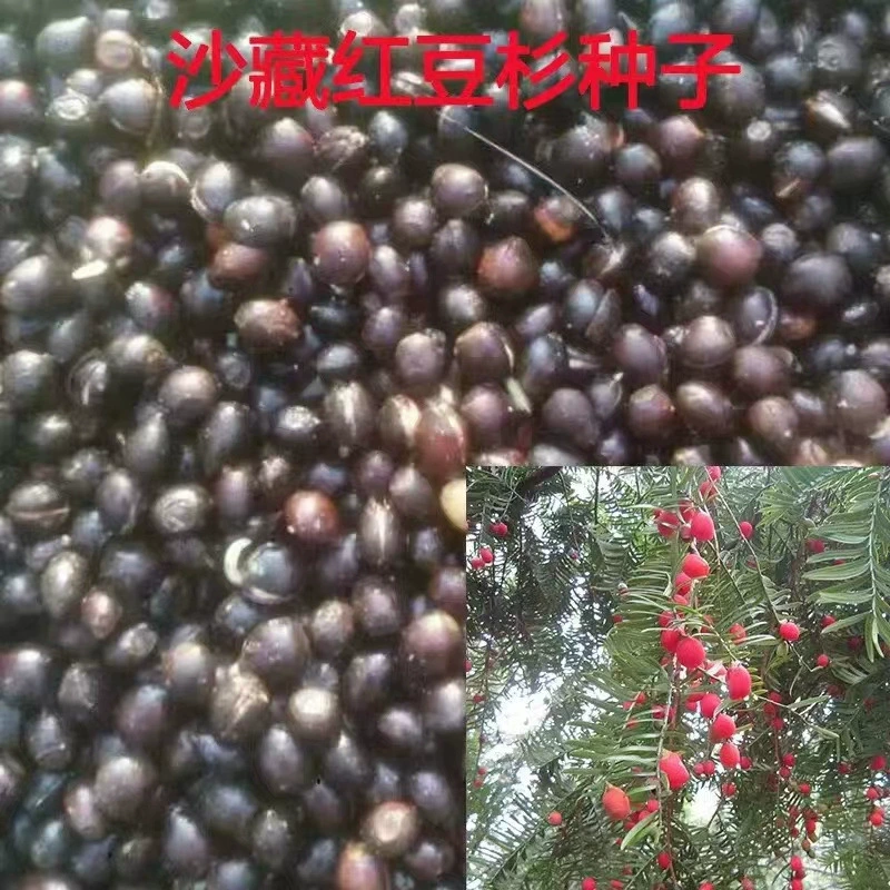 База Оптовая Taxus Mairei Семена и саженцы Вилла Двор Зеленая посадка Экономическое облесение Саженцы Evergreen All Seasons