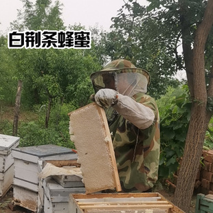 �䳲�� ����ɢ�b�����G�lɽ���䳲�������l5-6���и��b���b����