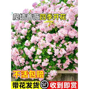 �ۈF�Nޱ���������ļ��_���o������ֲ���ٱ��¼��Ϙ��ش󻨻�����