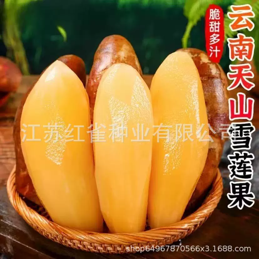 【Семена фруктов снежного лотоса】Семена фруктов снежного лотоса желтого сердца, высококачественные семена фруктов снежного лотоса из Тяньшанских гор, легко выращиваются как в северных, так и в южных регионах ZZN.