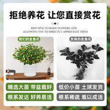 金鱼吊兰盆栽四季观花植物金鱼花室内客厅观花植物豆瓣绿四季常青