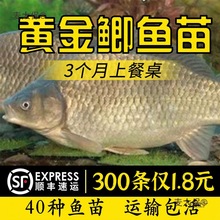 ��Ʒ�N�S���a�~���п���̖�����a����a�߱���ˮ�Bֳ���~����̫��