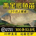 大品种黄金鲫鱼苗中科五号工程鲫湘云鲫高背淡水养殖大鱼苗麦太保