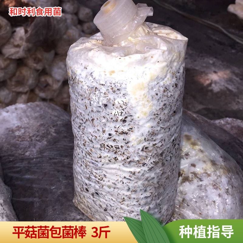3 Jin Mushroom Rods Early Autumn Mushroom Planting Mushroom Bag Mushroom Farm Construction Edible Mushroom Black Flat Mushroom Fruiting Rods