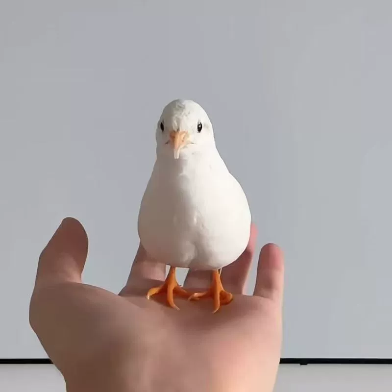 Миниатюрная курица Руди, интернет-знаменитость, выводящая цыплят на балконе.