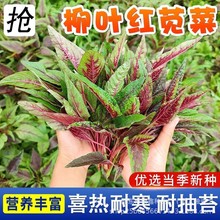 �͟����~�t�{�˷N�ӾG�{�����{�˷N��ԭ�b�ļ��߲˷N�Ӵ�ȫ�˷N��