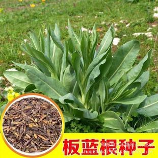 ���{���N����ș�ķN���в�ș�N�Ӵ����~�N�Ӱ����{�����șʳ����