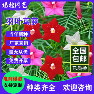 Feather-Leaf Flower Seeds, Garden Climbing Vines, Five-Pointed Star Flower Potted Plants, Easy to Grow in All Seasons on the Balcony