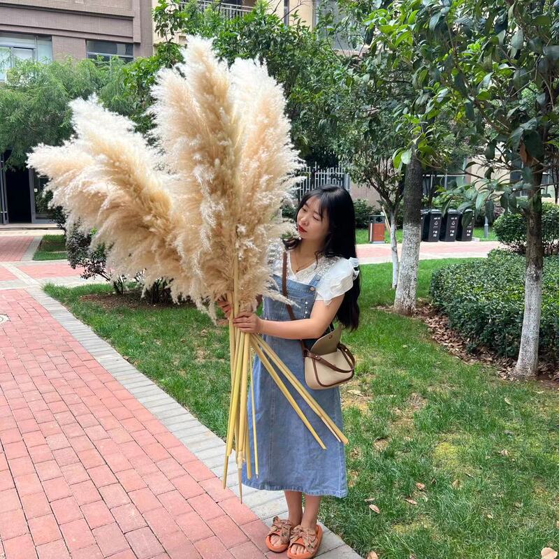 Pampas Grass Dried Flowers for Window Display, Wedding Decorations, Leisure Dining, and Live Streaming Room Decoration
