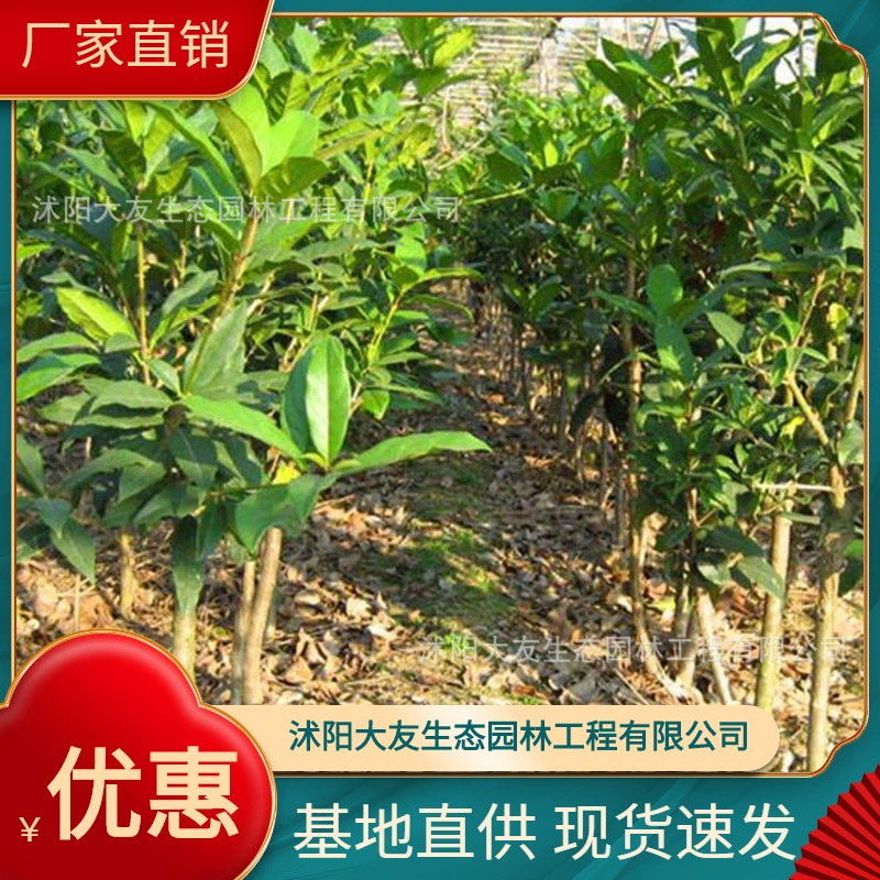 База оптом саженцы с кисточками собственного производства ландшафтный дизайн живописных мест дорога садовая техника озеленение саженцев