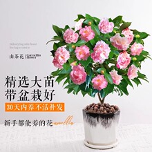 ����ɽ�軨���Ԏ������҃��ֲ̨�ﻨ��ɽ�軨�����ļ��軨���B��