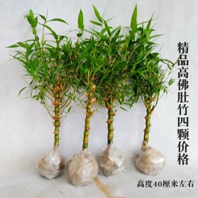4개의 고품질 대나무