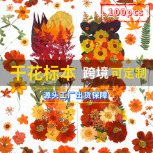 新品25pcs橙色干花压花包diy材料包压花批發真花植物标本跨境树叶