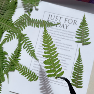 Monkey Leg Fern Leaves Plant Specimen Dried Flower Embossed DIY Handmade Drop Glue Mobile Phone Case Aromatherapy Candle Children's Sticker