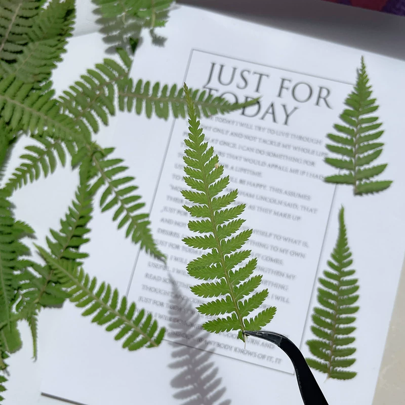 Нога обезьяны листья папоротника образец растения сушеный цветок с тиснением DIY ручной работы капля клей Чехол для мобильного телефона Ароматерапия Свеча Детская Наклейка