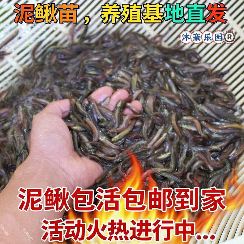 Taiwanese Mudfish Fry, Fresh Live Mudfish, Live Bait, Fresh Live Mudfish Feed, Round Fish, Green Fish, Juvenile Fish for Breeding