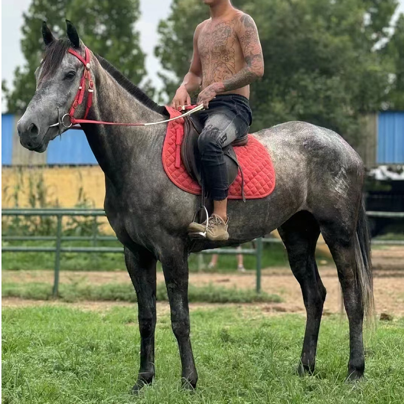 活体乘骑马匹出售野战马影视乘骑活体马景区观赏纯血乘骑马价格